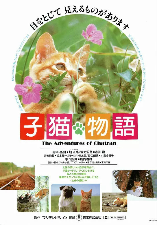 小猫的故事